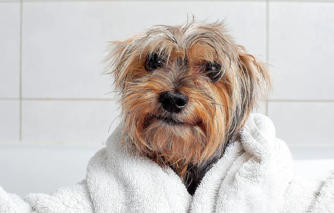 Dog scratching itchy skin before being treated with natural anti-itch dog shampoo