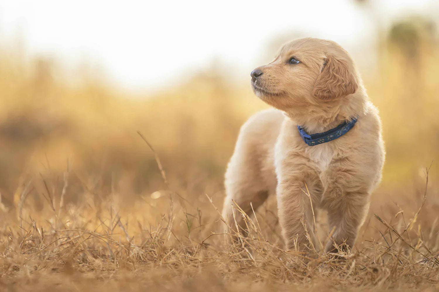 Hypoallergenic Dog Shampoo: Benefits and Usage