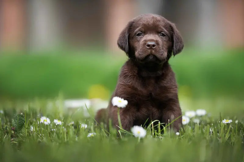 Best Smelling Puppy Shampoo