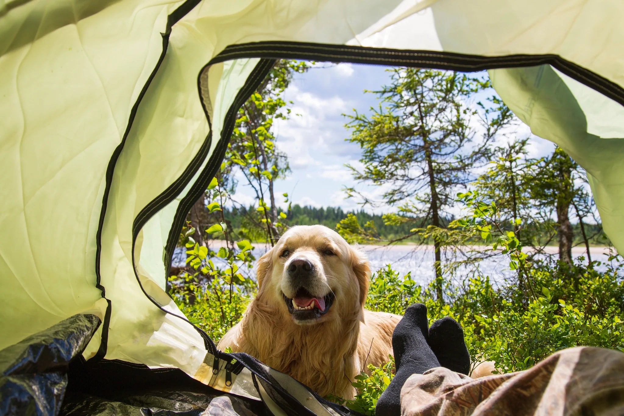 How Oatmeal Shampoo Helps Soothe Sensitive Dog Skin