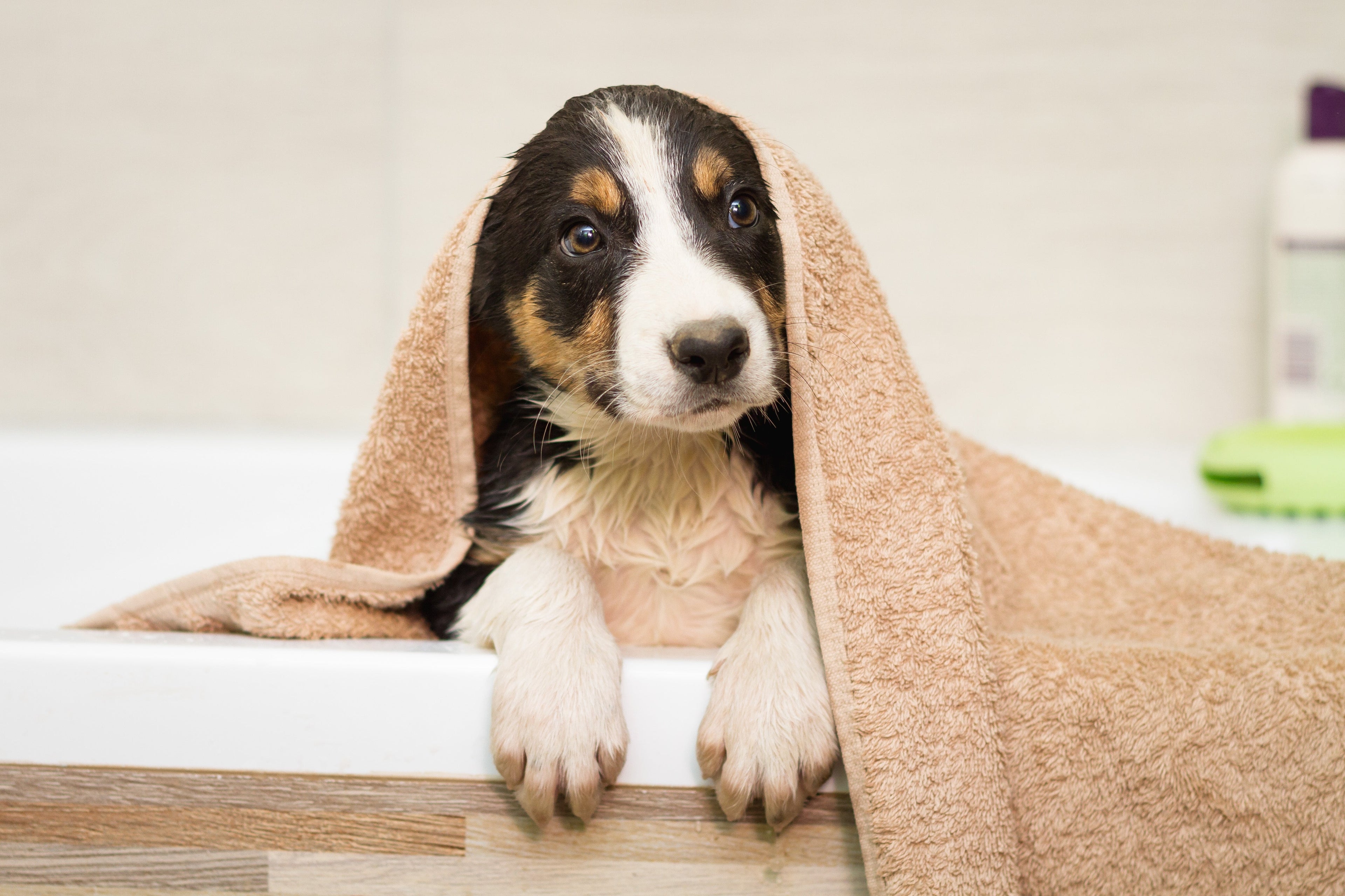 Choosing the Right Shampoo for Dogs