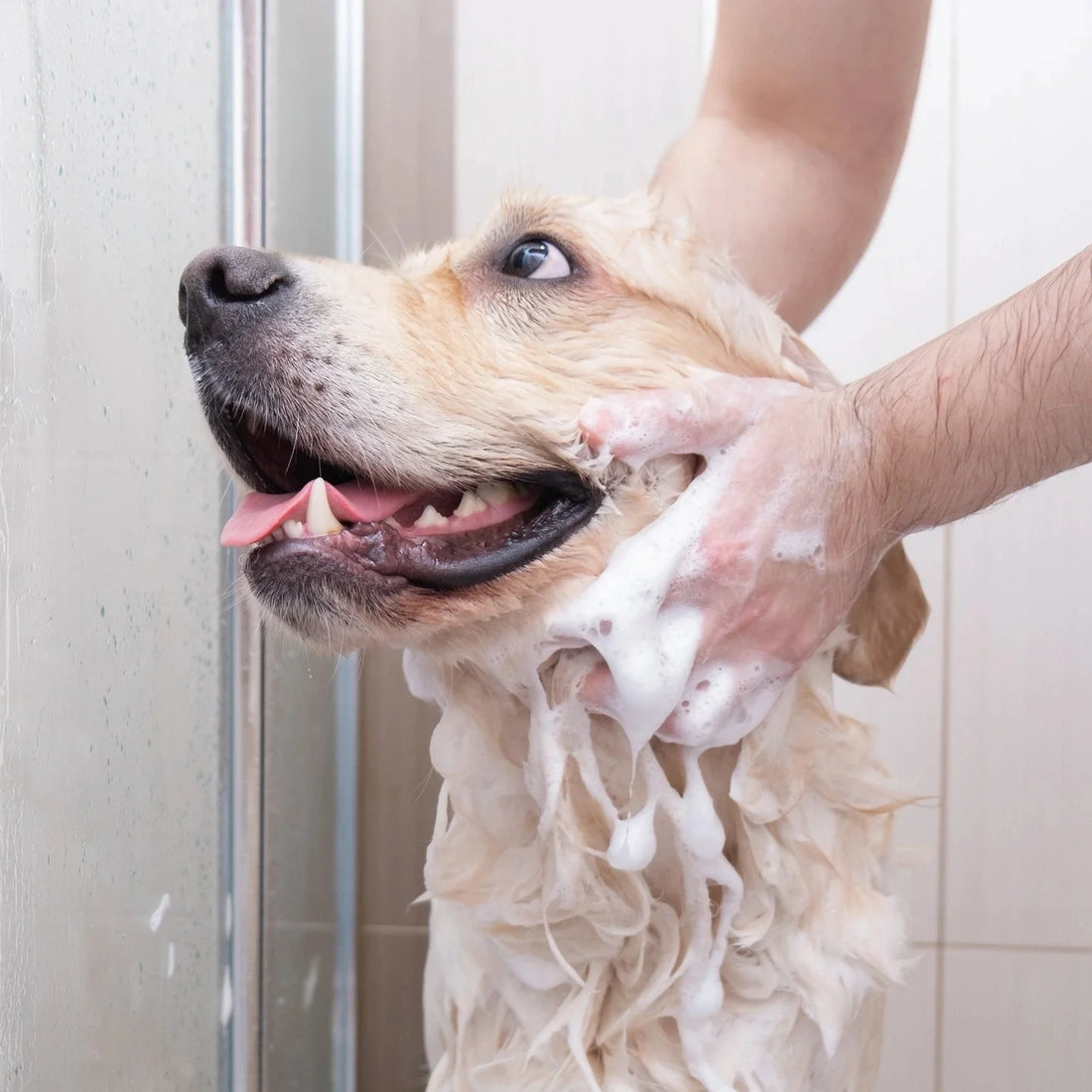 Best Dog Shampoo for Sensitive Skin: Gentle Care for Itchy and Dry Skin