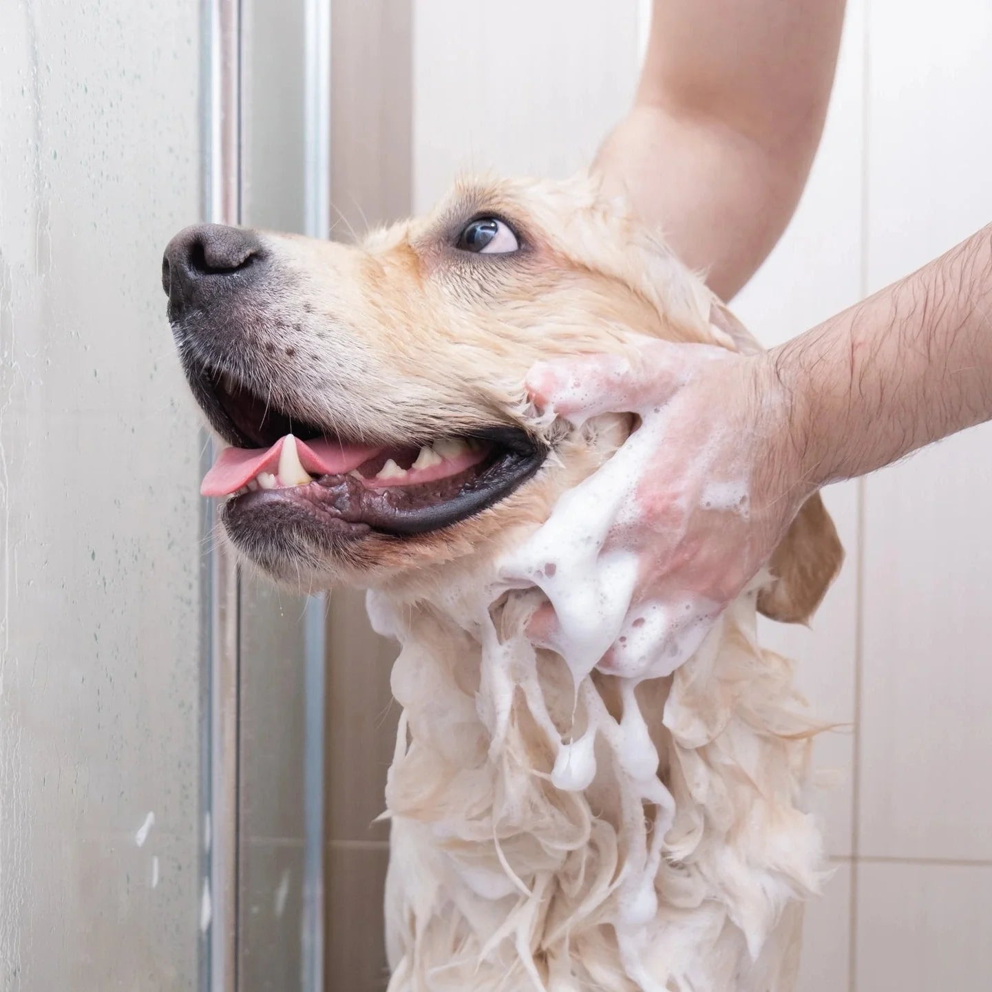 Best Dog Shampoo for Sensitive Skin: Gentle Care for Itchy and Dry Skin