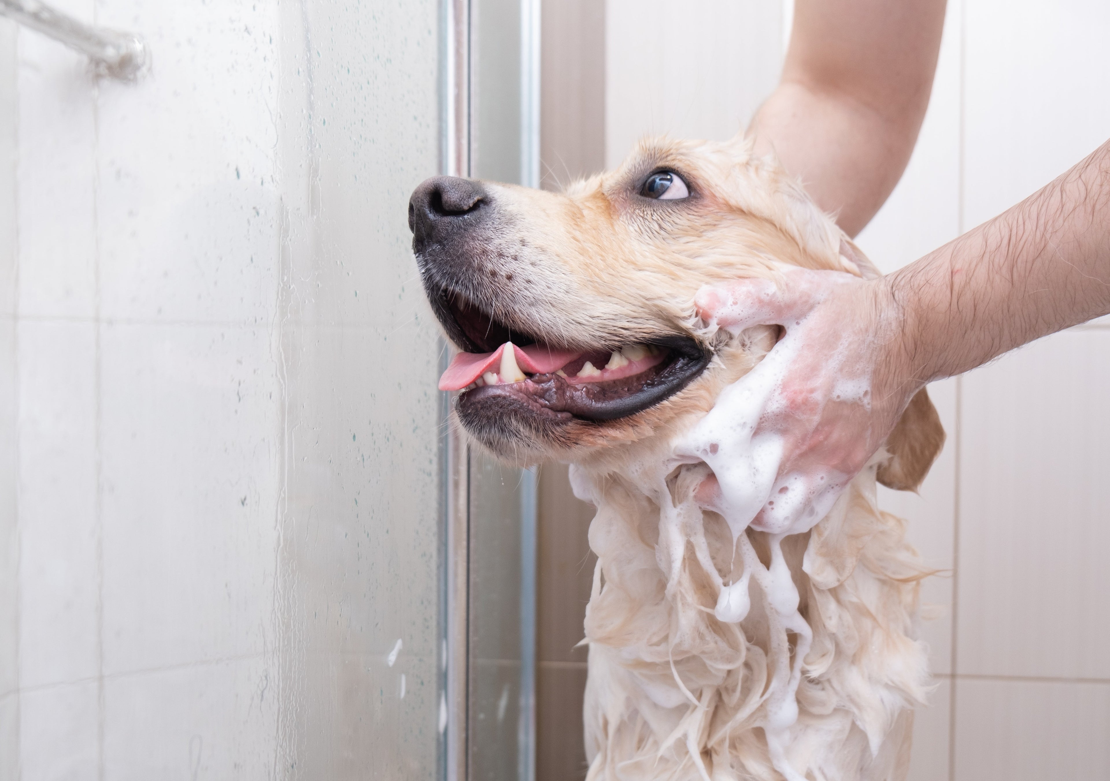 Best Dog Shampoo for Sensitive Skin: Gentle Care for Itchy and Dry Skin