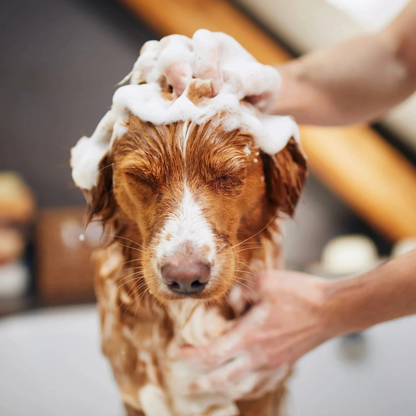 How Often Should You Wash Your Dog? A Guide by Coat Type