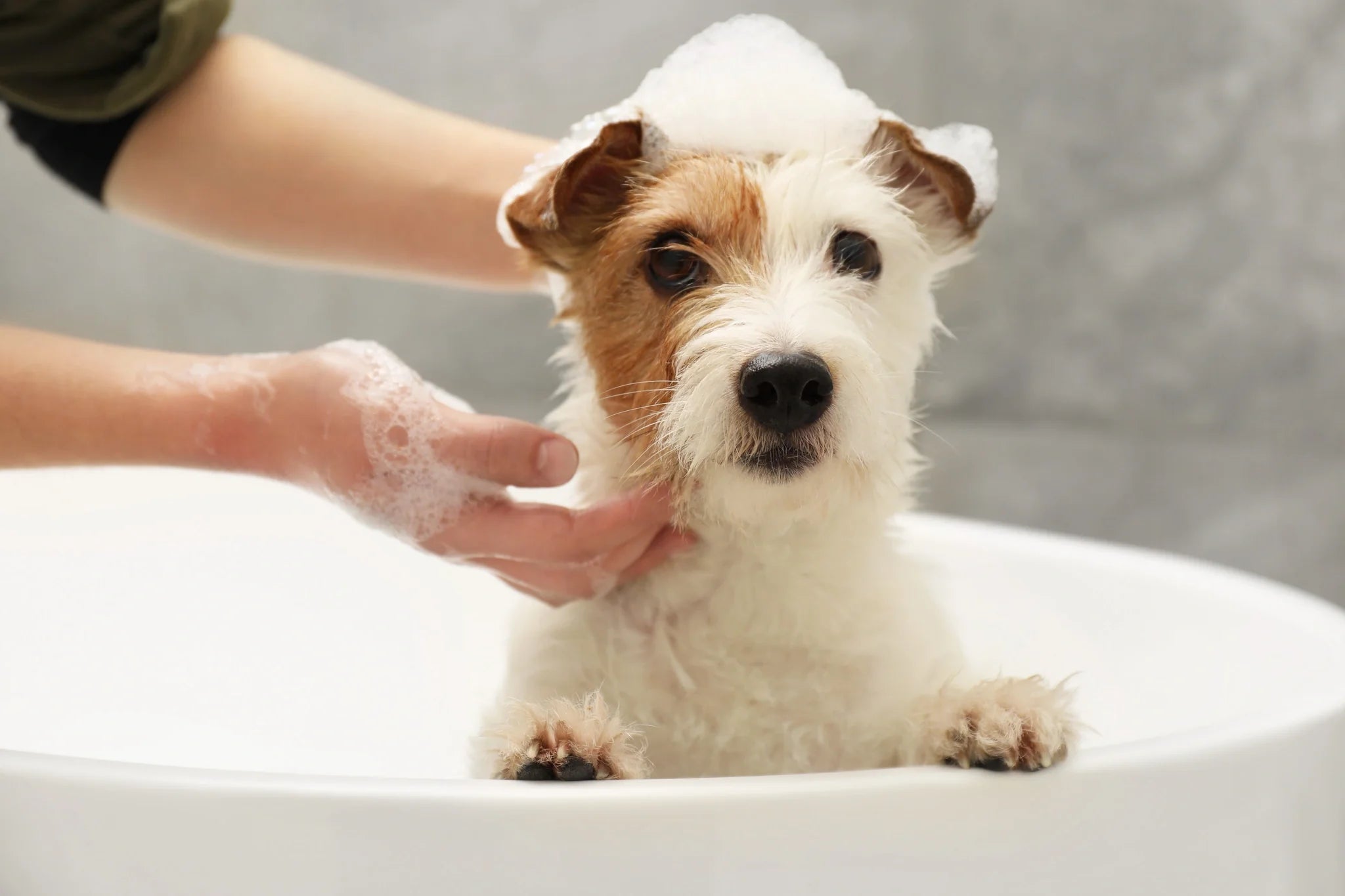 Natural vs Chemical Dog Shampoo: Which Is Kinder for Your Dog?