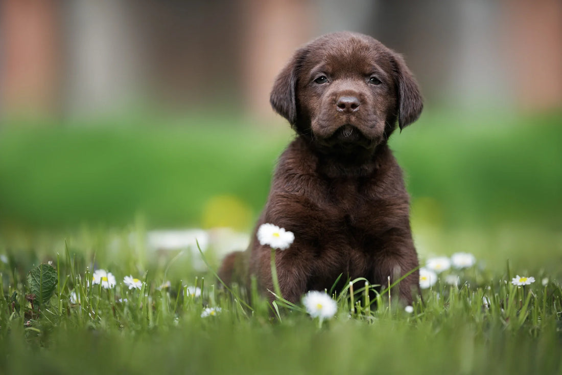 Best Smelling Puppy Shampoo