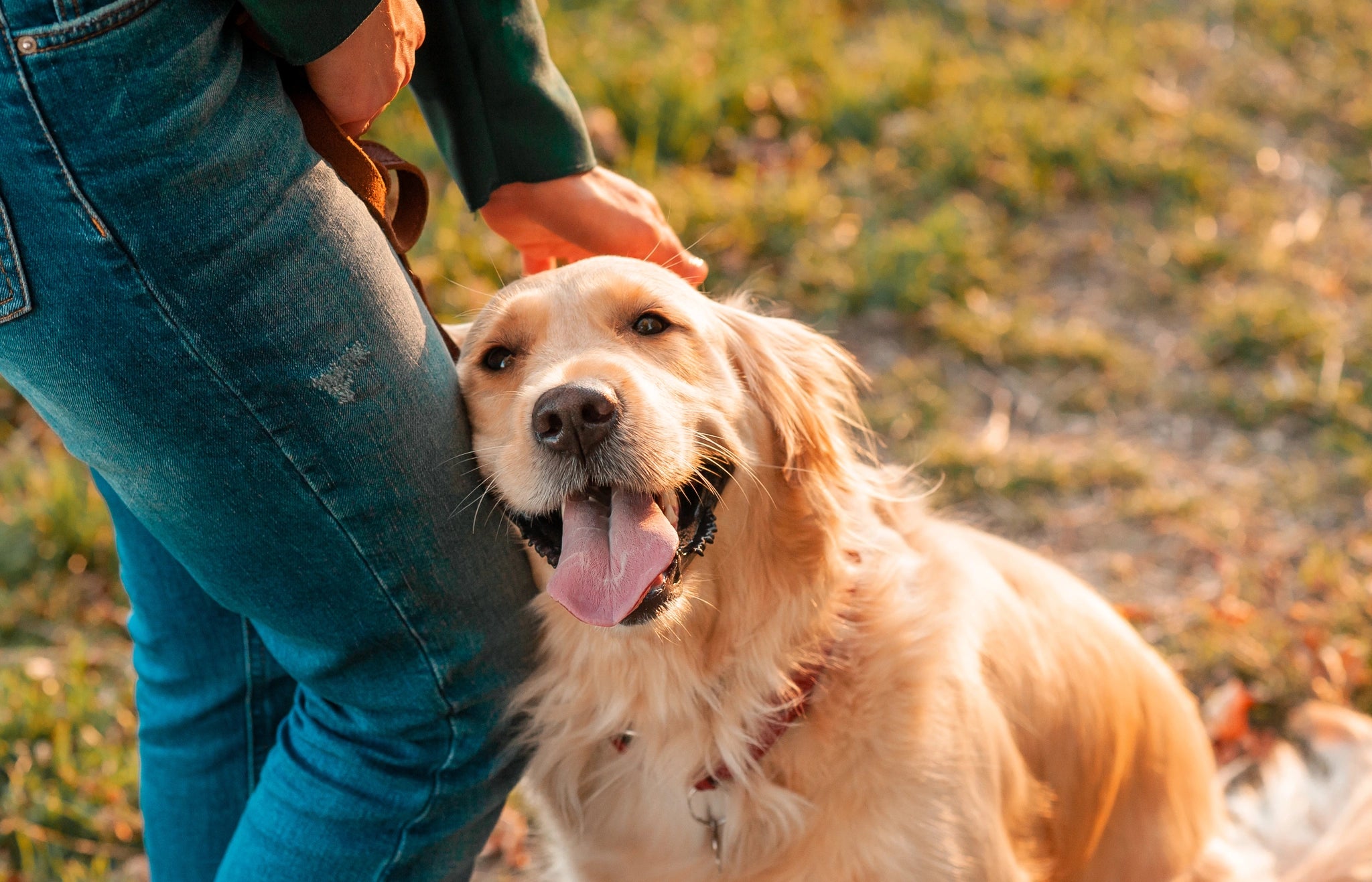 Person petting a golden retriever in a grassy outdoor setting