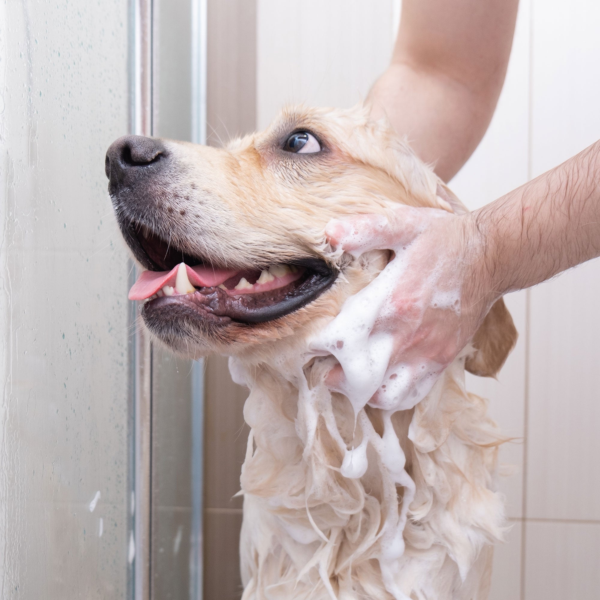 Dog being bathed with soap by a person in a bathroom setting