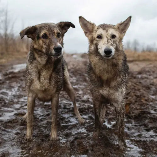 Two muddy dogs standing in a muddy field on a cloudy day.
