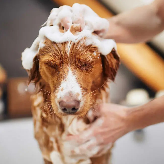 Dog being washed