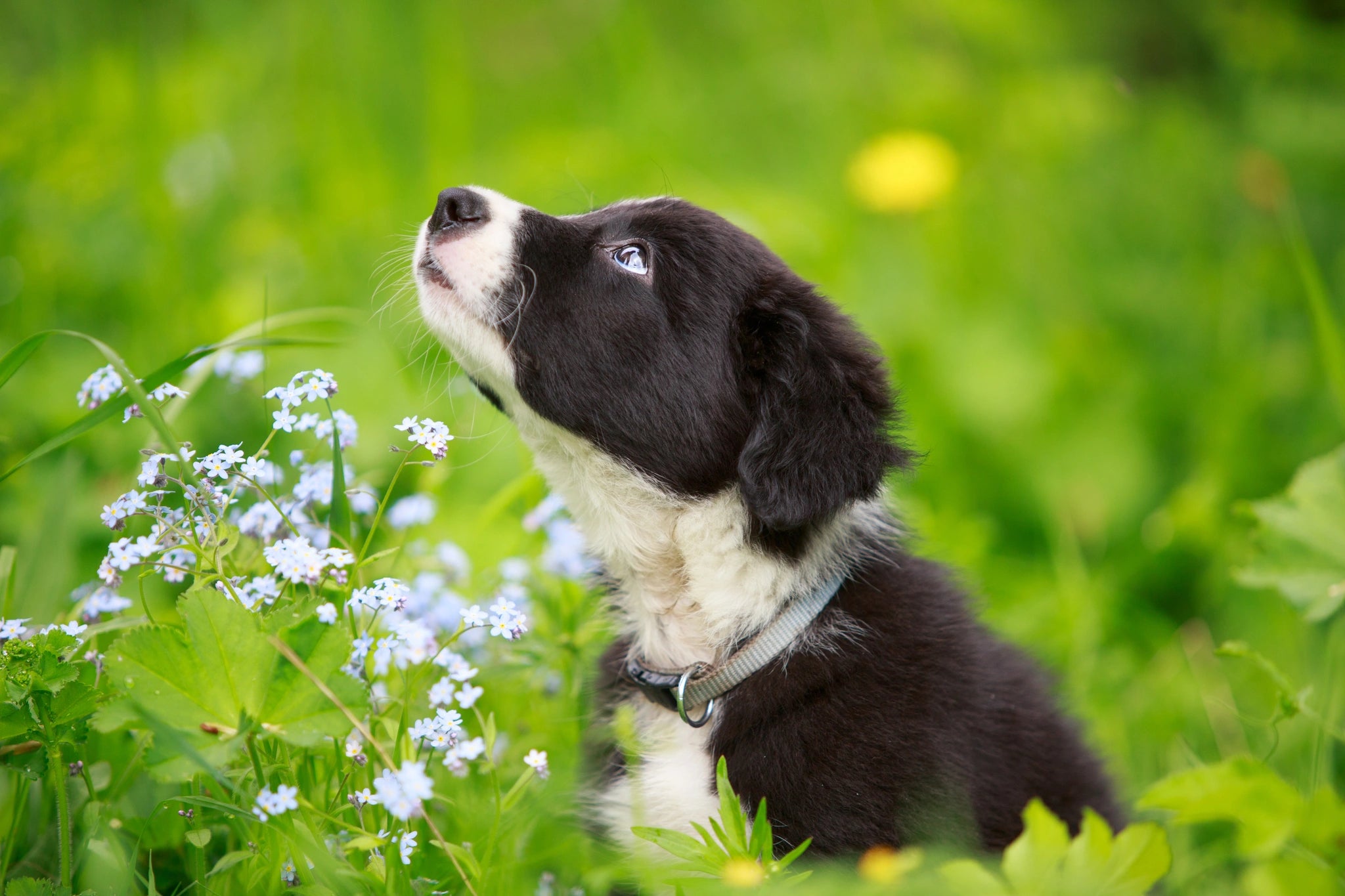 Black and white puppy in a grassy field with flowers