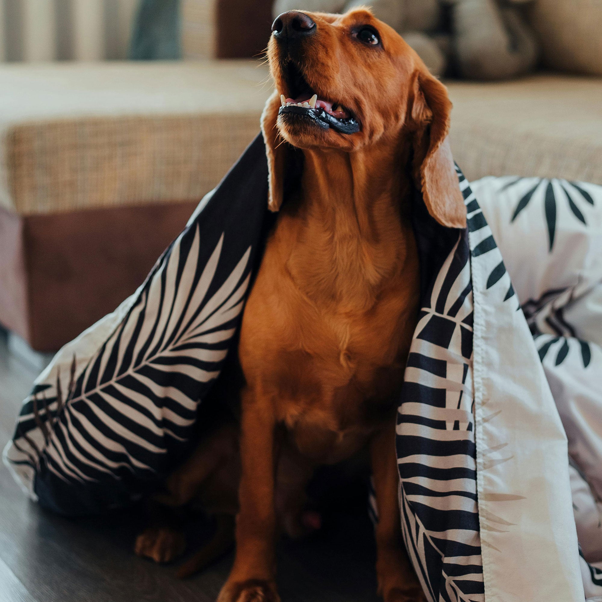 Dog sitting on a wooden floor with a patterned blanket draped over its back, in a home setting.