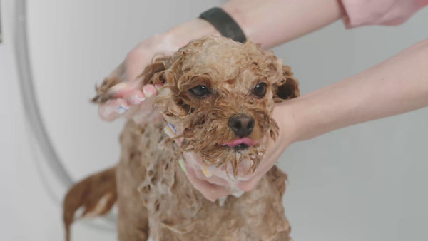 Dog being washed by its owner with Twiggels natural dog shampoo