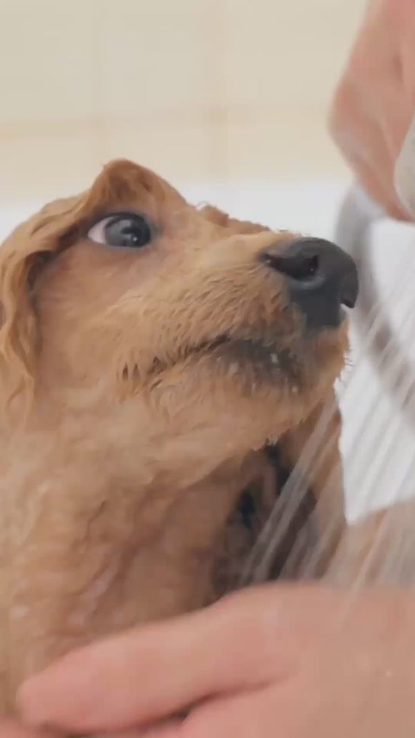 Small ginger dog being washed