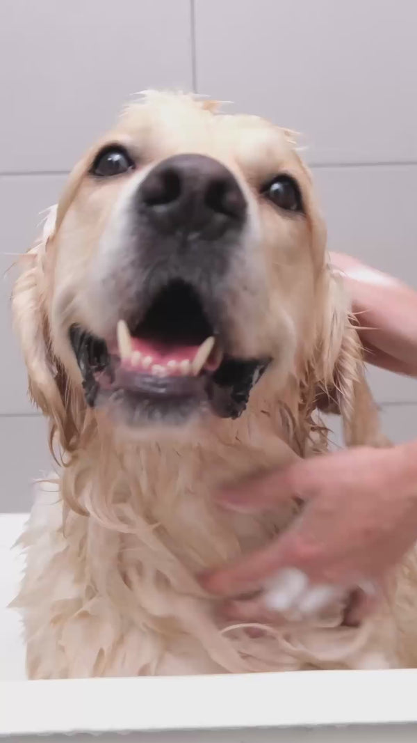 Labrador being washed