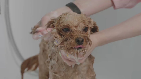 Dog being washed by its owner with Twiggels natural dog shampoo