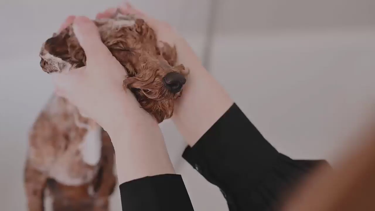 Dog's head being washed gently with Twiggels dog shampoo