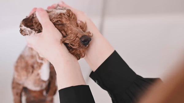 Dog being washed with twiggels